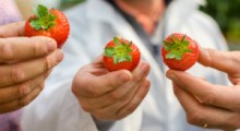 Jak odróżnić polskie truskawki od importowanych ? 