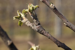  Fot 2. Mospilan 20 SP jest insektycydem o najszerszym zakresie stosowania, zwalcza 37 gatunków szkodników w 17 uprawach sadowniczych