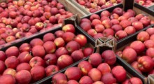 Zmiany cen jabłek deserowych w kraju wg. ZSRIR [10-20.05]
