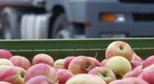 Ile jabłek wyeksportowaliśmy w pierwszych trzech miesiącach 2021 r. ? 