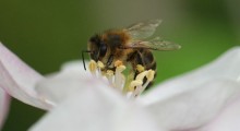 Masowe wytrucie pszczół w Wielkopolsce 