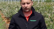 Ochrona i nawożenie borówek – Tomasz Domański, Agrosimex
