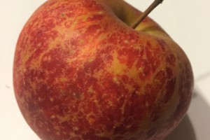  Fot. 14 - Ordzawienie  po mączniaku jabłoni na odm. 'RED JONAPRINCE'