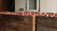 Ceny jabłek deserowych w UE – maj 2021 (tylko nie w Polsce ???)