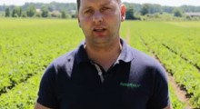 Duże zagrożenia na plantacji truskawek – Tomasz Domański, Agrosimex