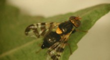 UWAGA ! Trwa lot muchówek nasionnicy trześniówki w sadach czereśniowych