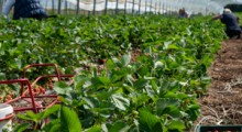 Brytyjscy producenci owoców "biją się" o pracowników sezonowych 
