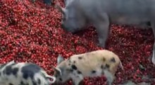 Dramatycznie niskie ceny włoskich czereśni – sadownicy karmią nimi zwierzęta ! 