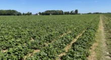 Zniszczono plantację truskawek – straty sięgają 30 tys. zł ! 