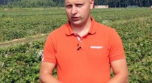 Zalecenia w uprawie truskawek po zbiorach – Tomasz Domański