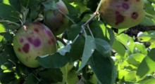Łąccy sadownicy w rozpaczy – jabłek w tym roku nie będzie ! 