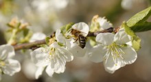 Pszczoły coraz bardziej zagrożone wyginięciem