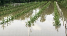 Zagrożenie ulewami – spadnie tyle deszczu ile powinno przez cały miesiąc ! 