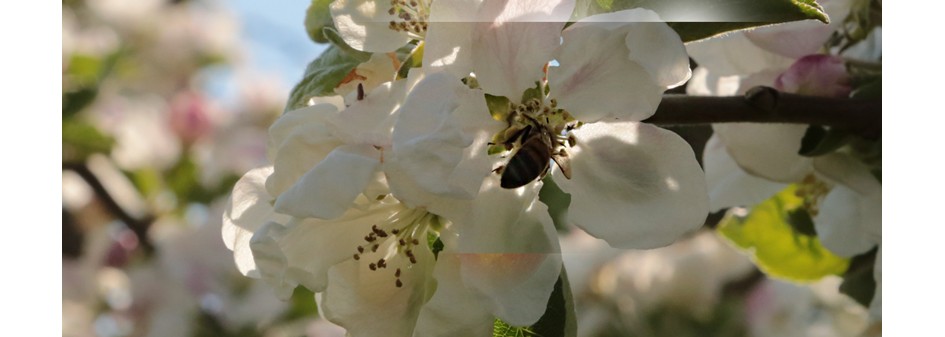 Zagrożenia dla pszczół i innych zapylaczy