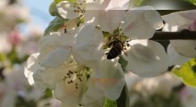 Zagrożenia dla pszczół i innych zapylaczy