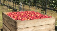 GUS: Zbierzemy 3,6 mln ton jabłek 