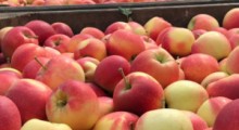 Eksport polskich jabłek od stycznia do maja 2021 roku 