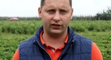Szkodniki na plantacjach borówek i truskawek – Tomasz Domański