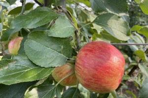  Jabłka odmiany Sander pozostawione na drzewie na II zbiór (12.08.2021).