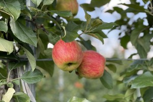  Jabłka odmiany Sander pozostawione na drzewie na II zbiór (12.08.2021).