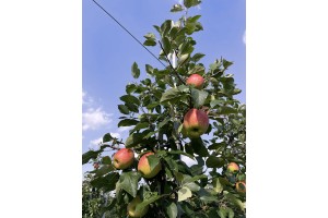  Jabłka odmiany Sander pozostawione na drzewie na II zbiór (12.08.2021).