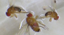 Pierwsze osobniki Drosophila suzuki na plantacji borówki wysokiej