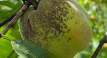 Parch brzoskwini – częsty problem w sadach brzoskwiniowych 