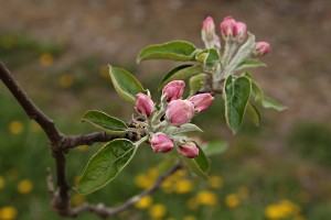 Jabłoń - odmiana Cortland - 27/04/2015 - wielkopolska