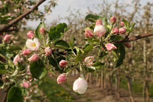 Jabłoń - odmiana Boskoop - 27/04/2015 - wielkopolska