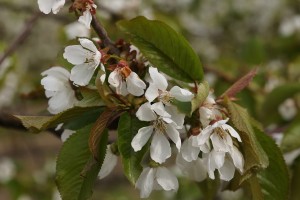 Czereśnia - odmiana Burlat - 27/04/2015 - wielkopolska