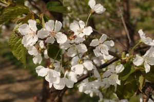 Czereśnia - odmiana Kordia - 27/04/2015 - wielkopolska