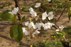 Czereśnia - odmiana Vanda - 27/04/2015 - wielkopolska