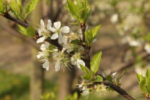 Śliwy - odmiana C.Rana- 27/04/2015 - wielkopolska