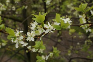 Śliwy - odmiana Węgierka Zwykła - 27/04/2015 - wielkopolska