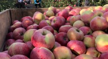Zbiory jabłek na Ukrainie będą rekordowo wysokie 