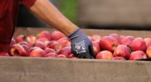 Indie będą najważniejszym rynkiem dla naszych polskich jabłek