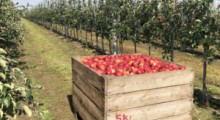 Czy pogoda będzie sprzyjać sadownikom podczas zbiorów jabłek ? 