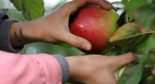 Wyrok w sprawie kradzieży owoców z sadu