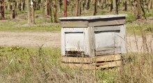 Pszczelarz uprawiał marihuanę, aby poprawić kondycję pszczół