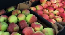 Sieci handlowe karzą finansowo sadowników za ciemniejszą kropkę na jabłku