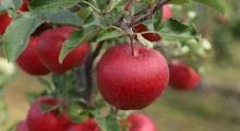 Dlaczego warto jeść jabłka codziennie ?