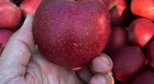 Zbiory jabłek 2021: Gala za późno zebrana?