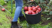 Ile jabłek zbiorą sandomierscy sadownicy ? 