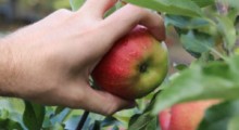 Plaga kradzieży jabłek z sadu 