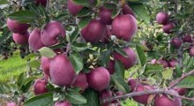 Red Delicious - jest plon, a wielkość jabłek ?