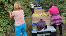 Stawki za zbiór jabłek 2021 – powiat sandomierski
