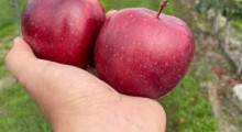 Bracia Red Delicious(y) - King Roat i Jeromine 