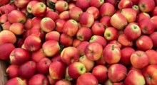 Ceny jabłek nie pokryją kosztów produkcji w tym sezonie