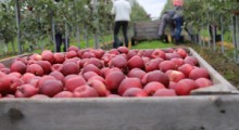 Liczba pracowników ze Wschodu bije rekordy, ale rąk do zbiorów jabłek brakuje !