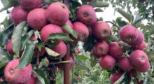 Obrodziło w problemy – produkcja jabłek nieopłacalna 